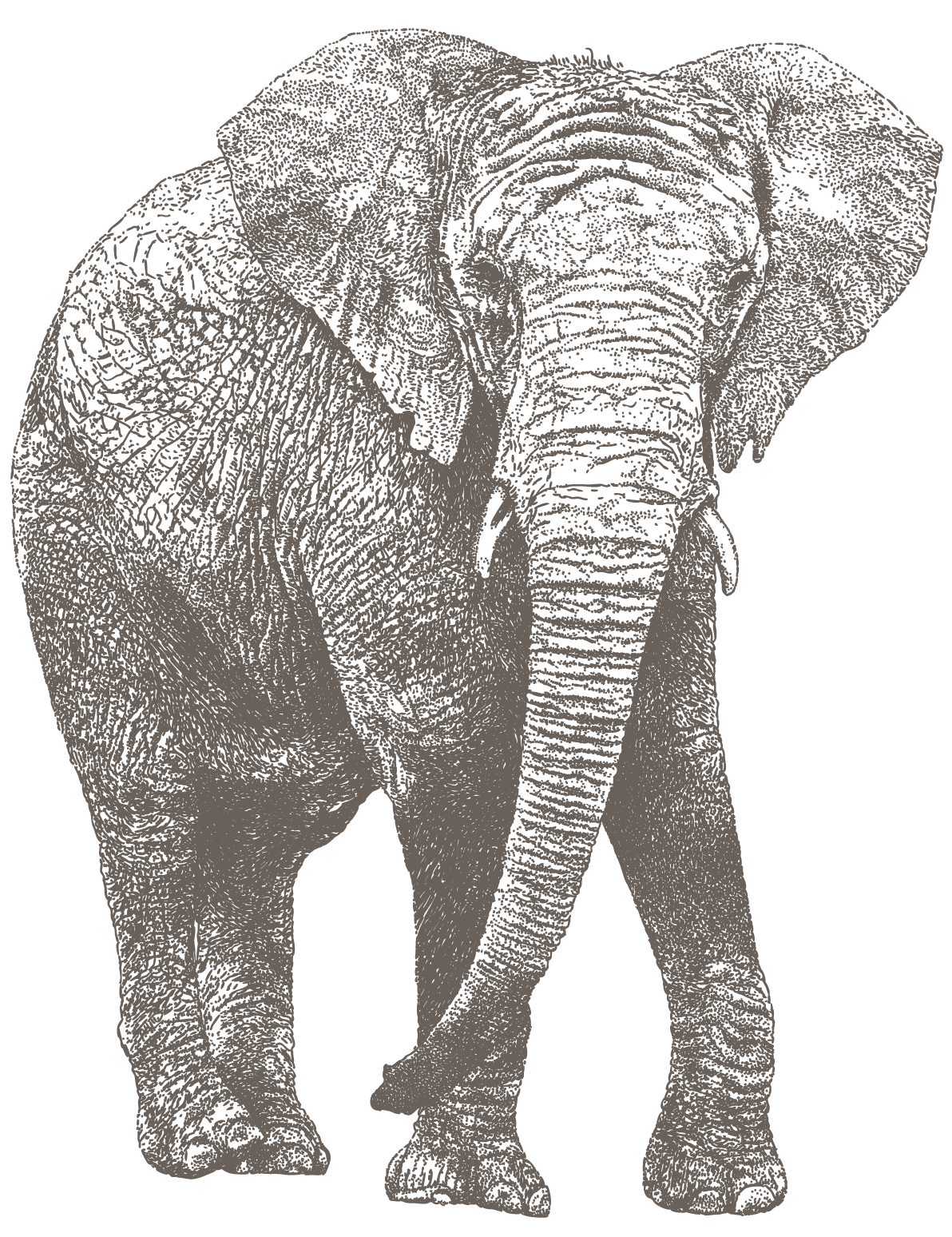 Elephant-01-LG